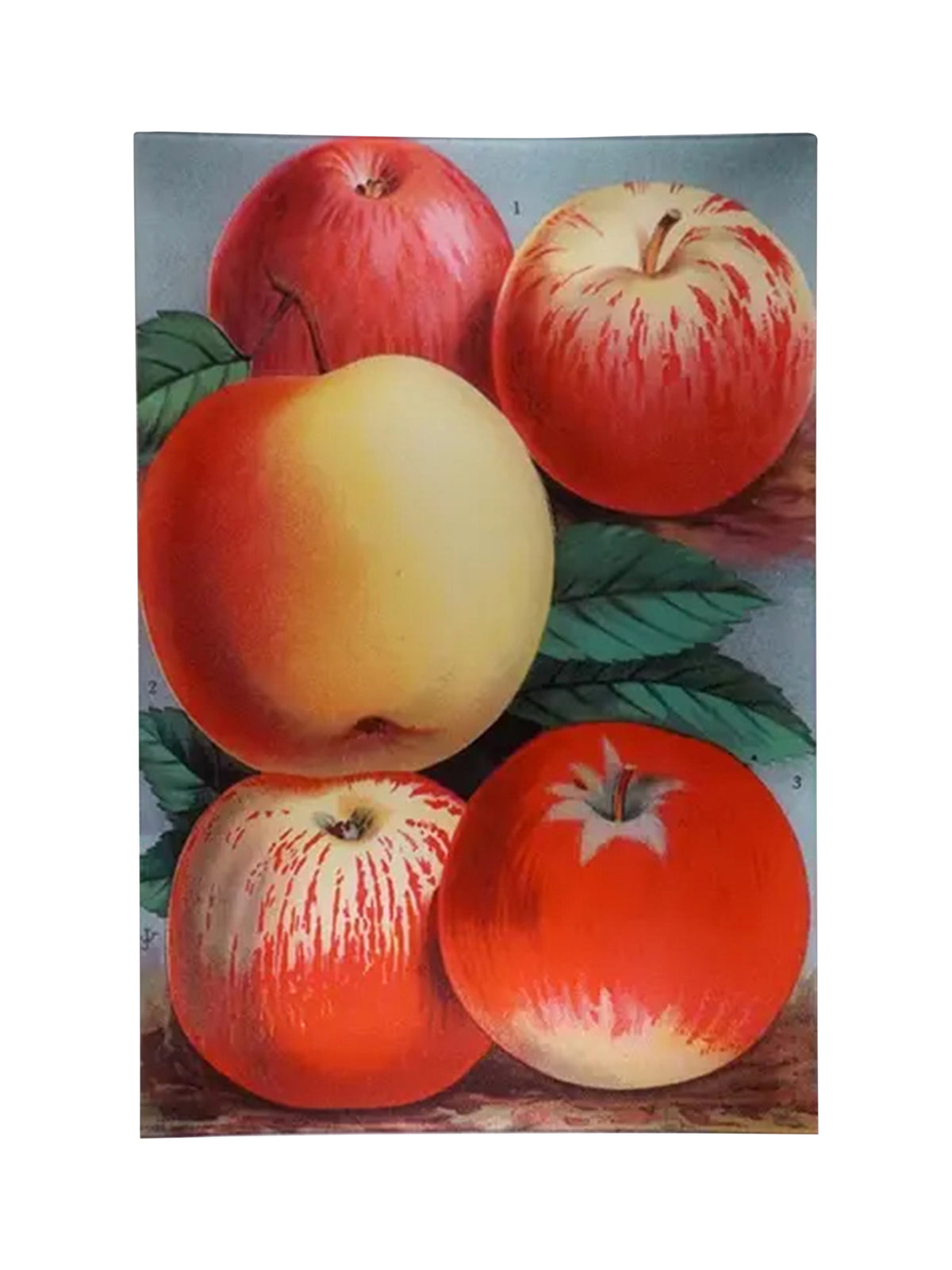 John Derian The Apples Rectangular Tray 15 x 22 Weston Table