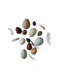 Moon Picnic Bird Eggs in a Basket Weston Table