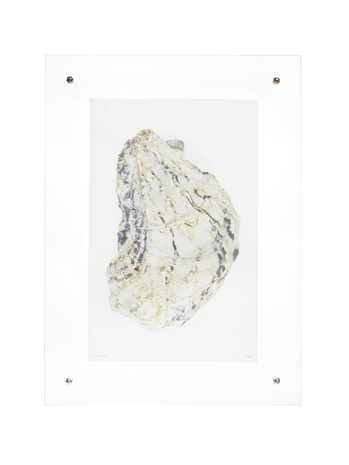 Oyster Study Wall Art Weston Table