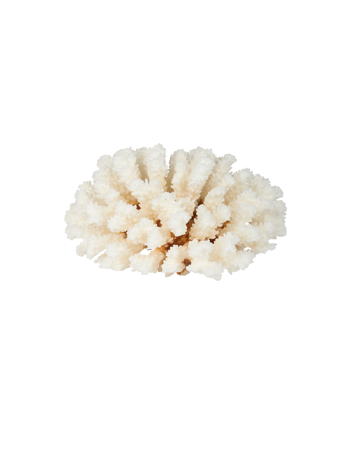 Pacific Coast Brown Stem Cup Coral Weston Table