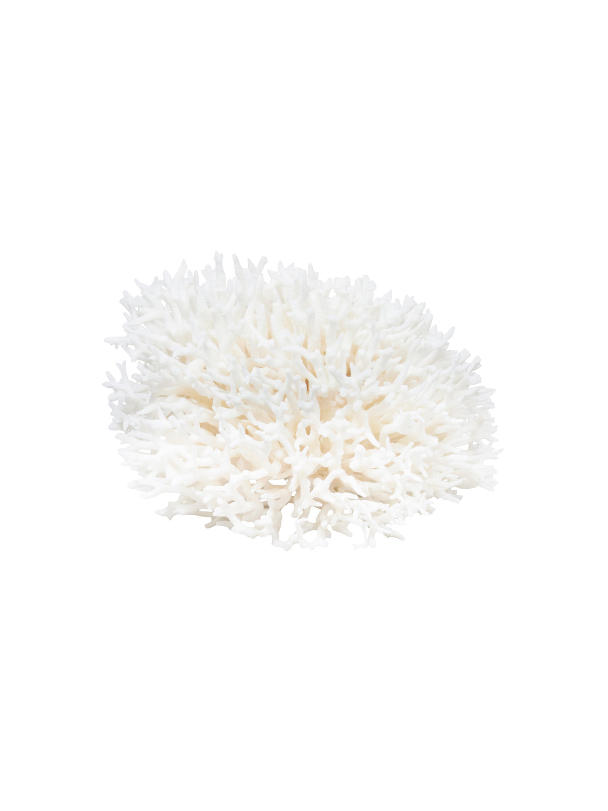 South Pacific Bird's Nest Coral Three Weston Table