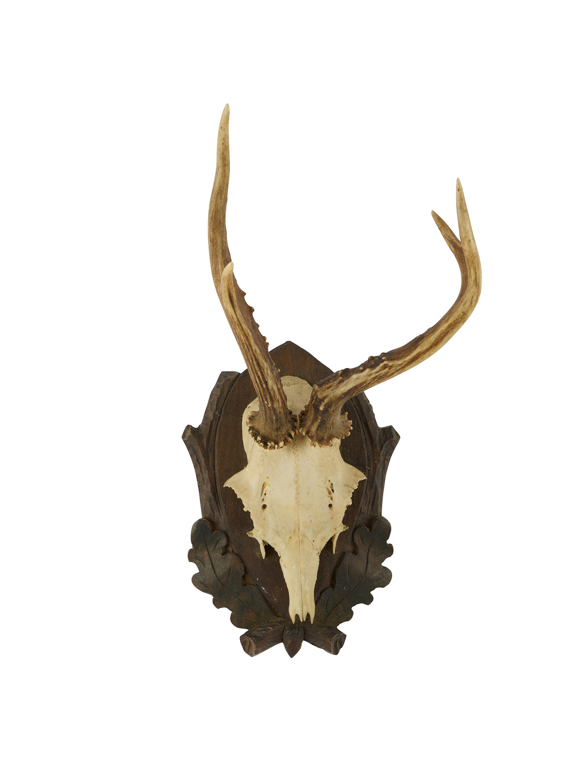 Vintage 1950s Black Forest Roe Deer Antler Trophy Weston Table