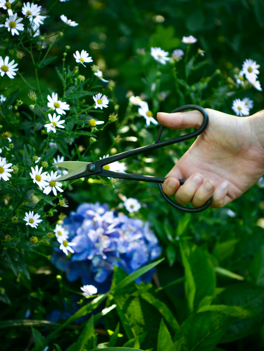 Eda Sukashi Japanese Branch Thinning Scissors Weston Table