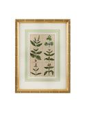 1840 Hand Colored Spice Botanical Weston Table