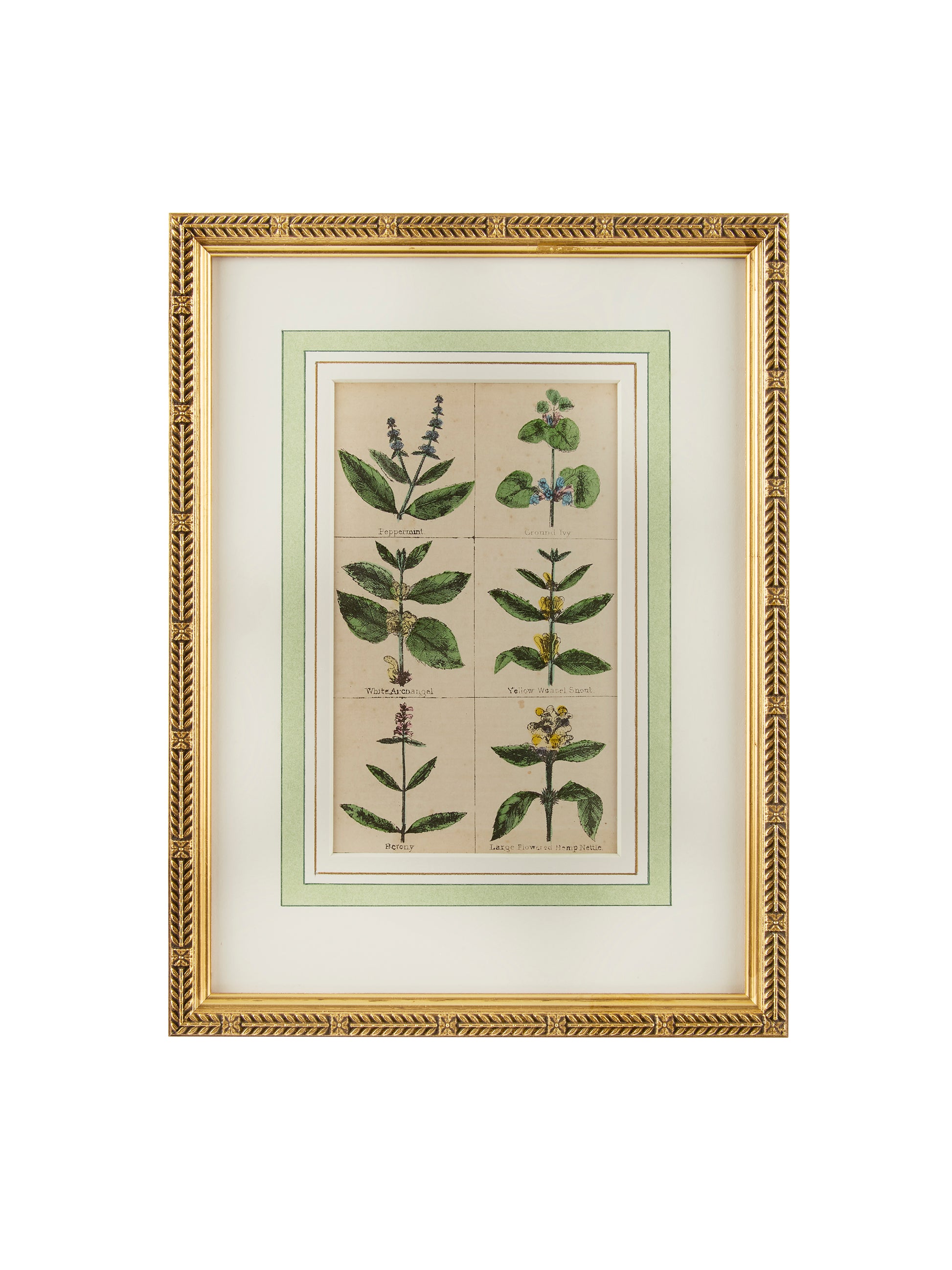 1840 Hand Colored Spice Botanical Weston Table