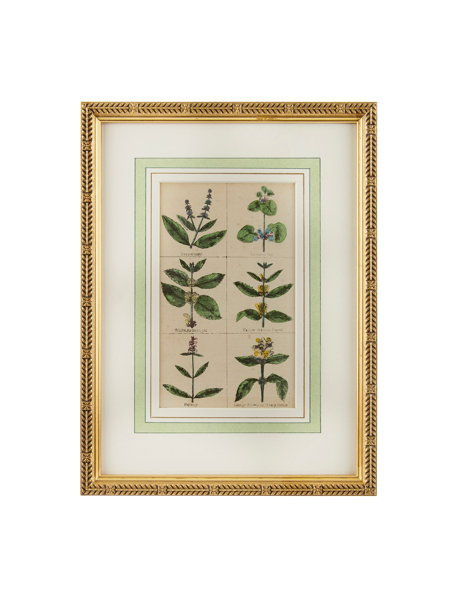 1840 Hand Colored Spice Botanical Weston Table