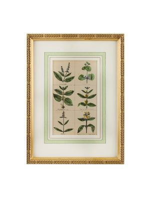  1840 Hand Colored Spice Botanical Weston Table 