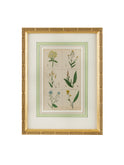 1840 Hand Colored Spice Botanical Weston Table