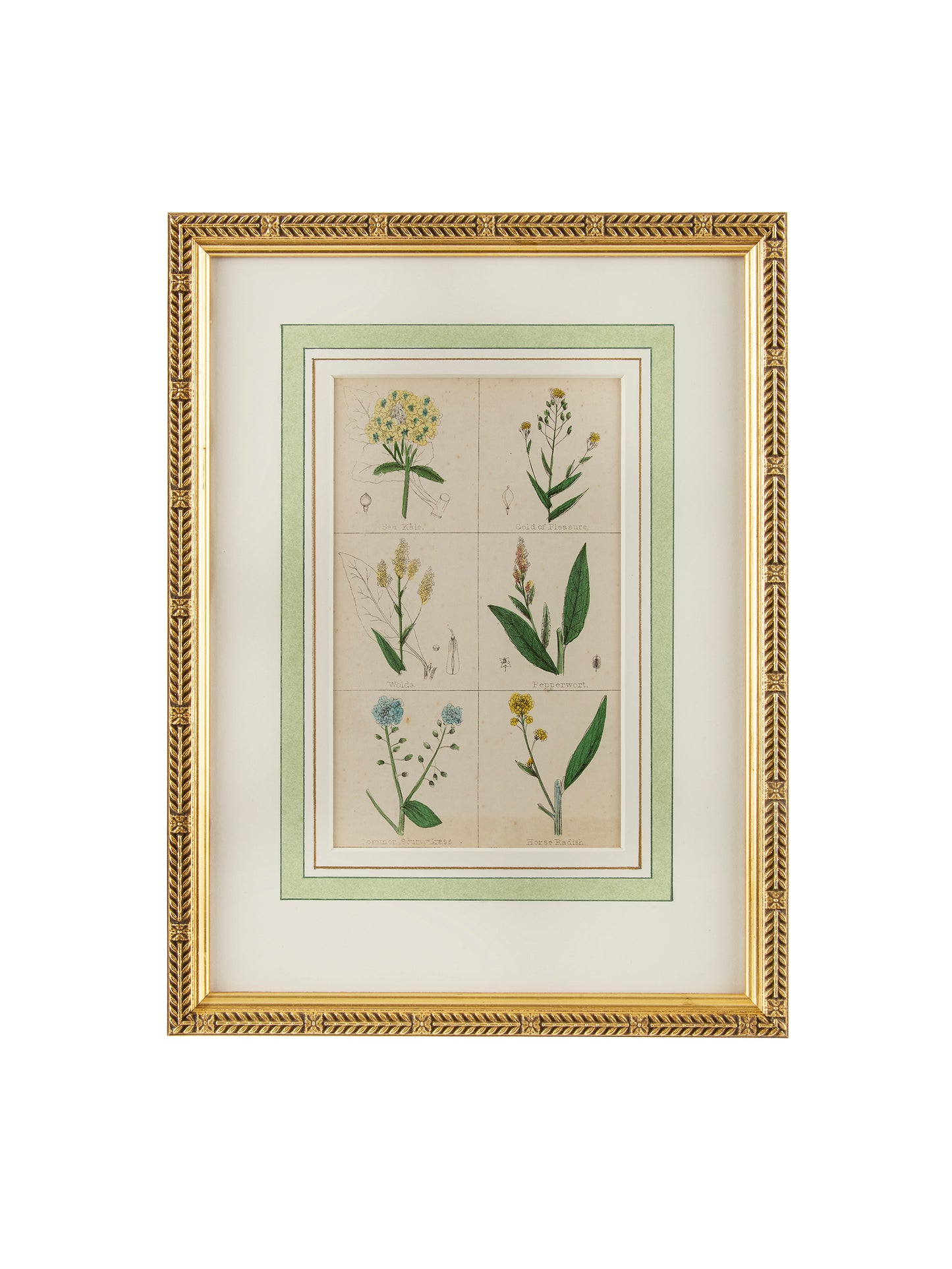 1840 Hand Colored Spice Botanical Weston Table