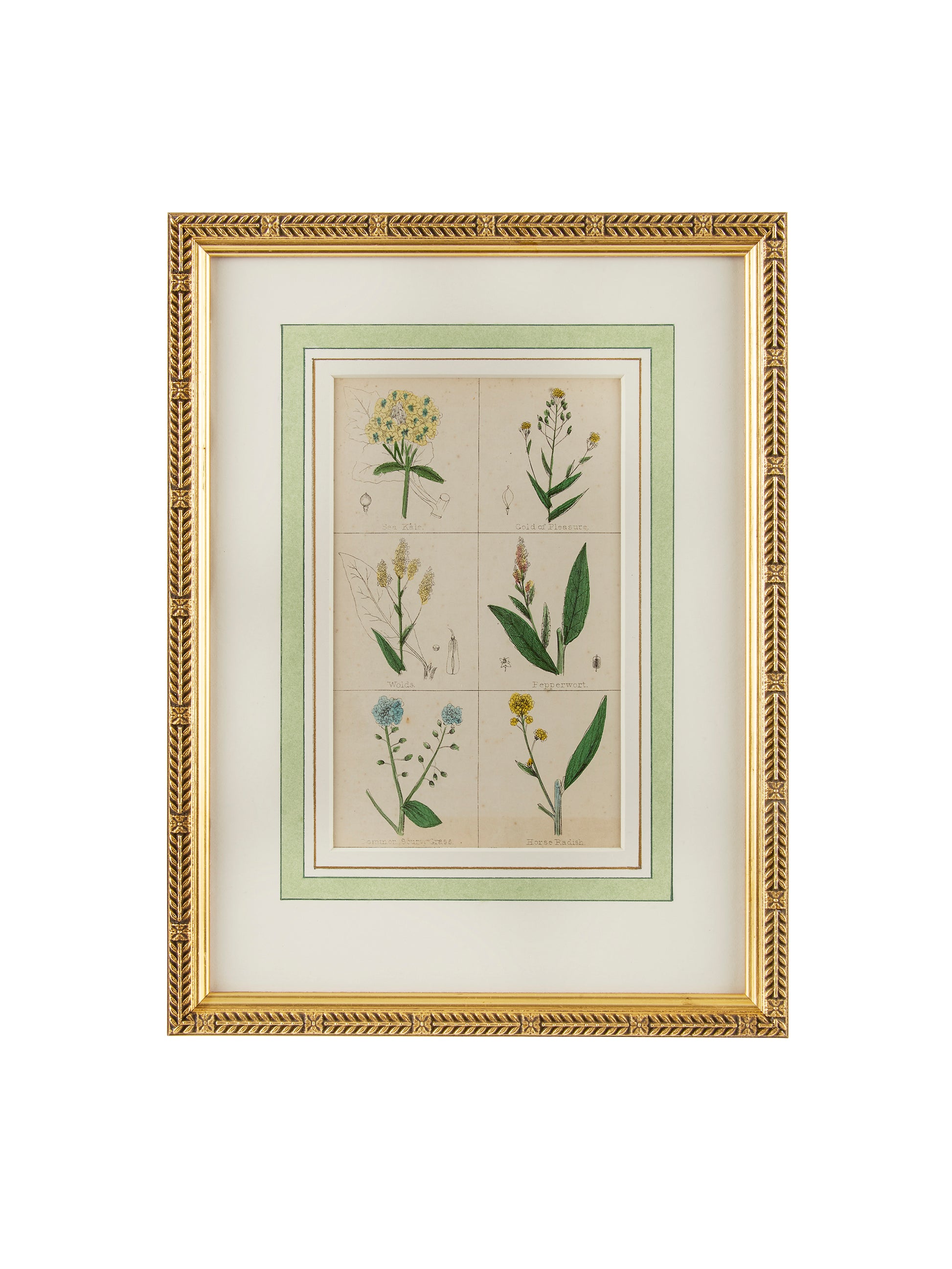 1840 Hand Colored Spice Botanical Weston Table