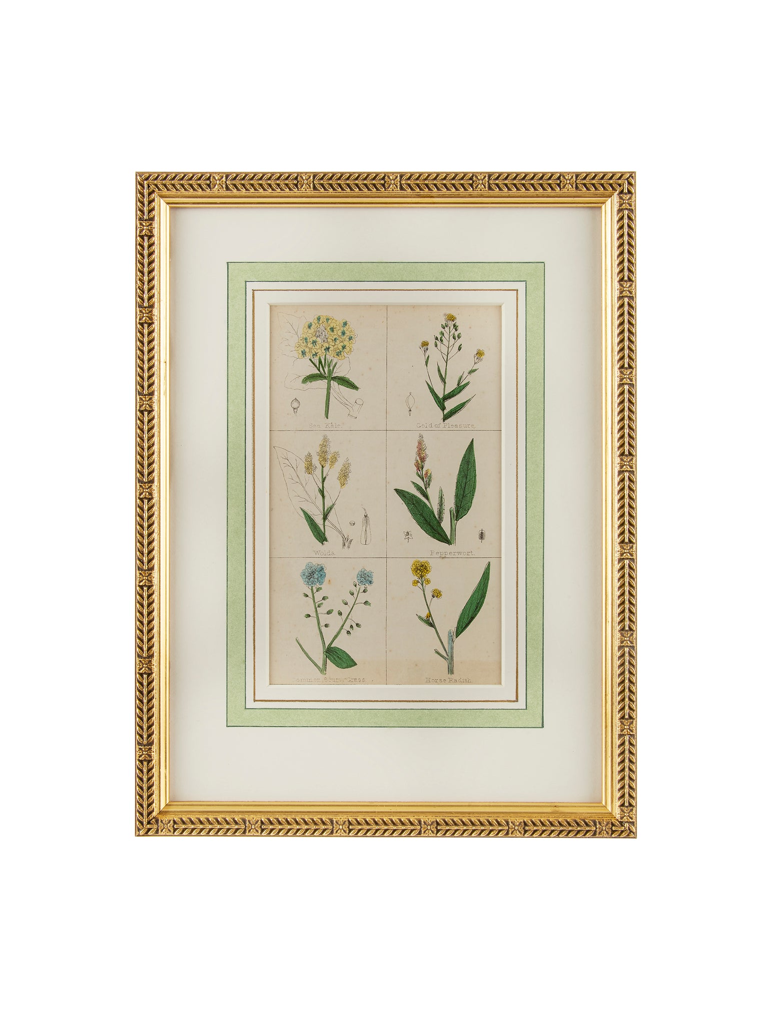 1840 Hand Colored Spice Botanical Weston Table