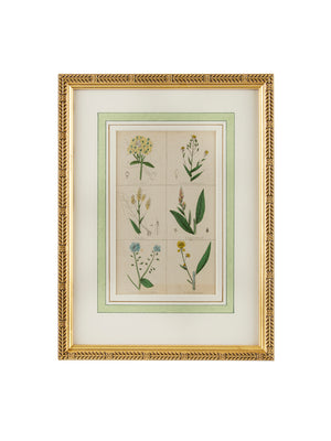  1840 Hand Colored Spice Botanical Weston Table 