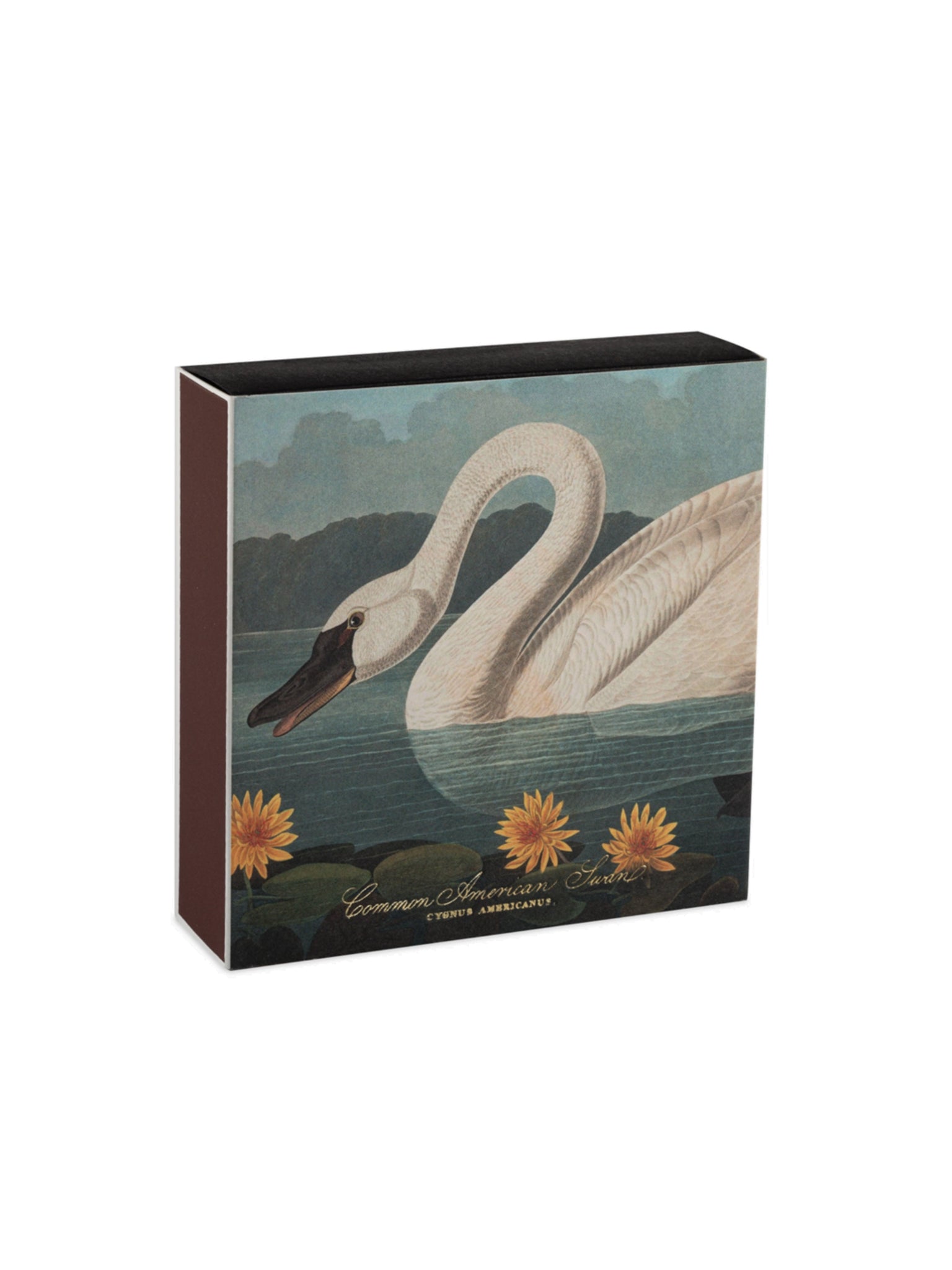 Archivist Gallery Common American Swan Matchbox