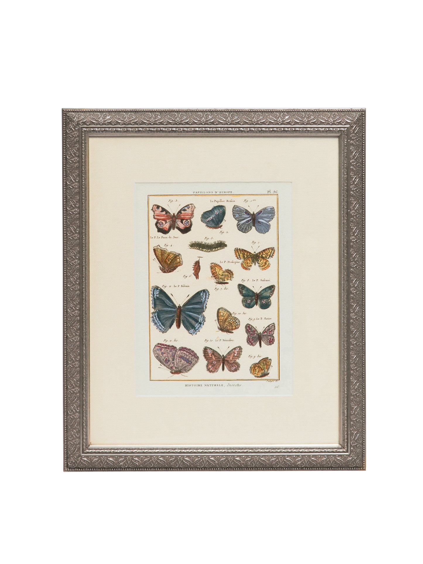 Butterflies of Europe Framed Artwork Weston Table