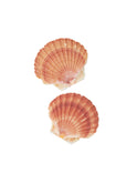 Irish Flat Scallop Shells Small Weston Table