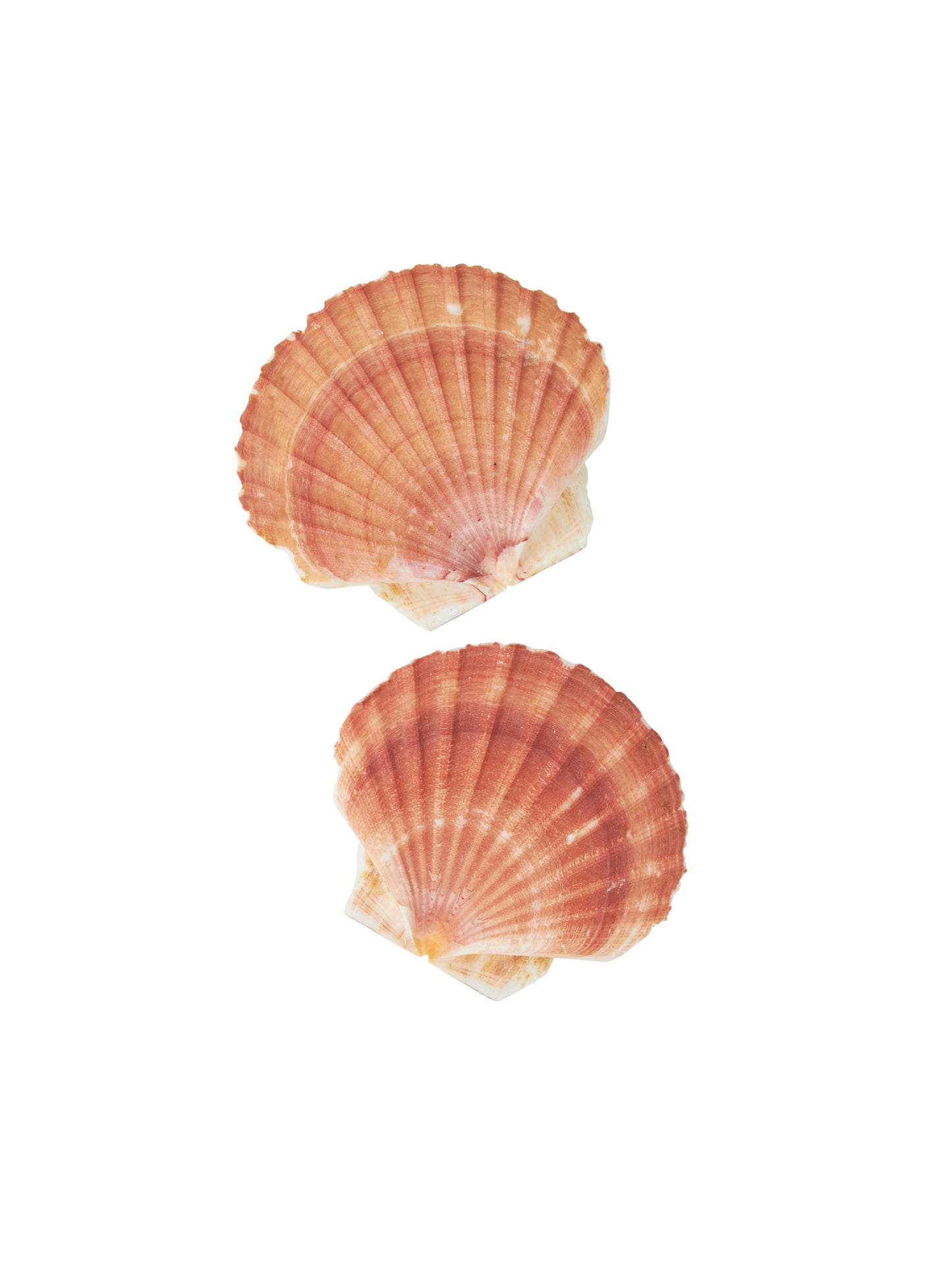 Irish Flat Scallop Shells Small Weston Table