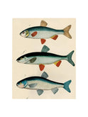 John Derian 3 Fish Planche Rectangular Tray Weston Table