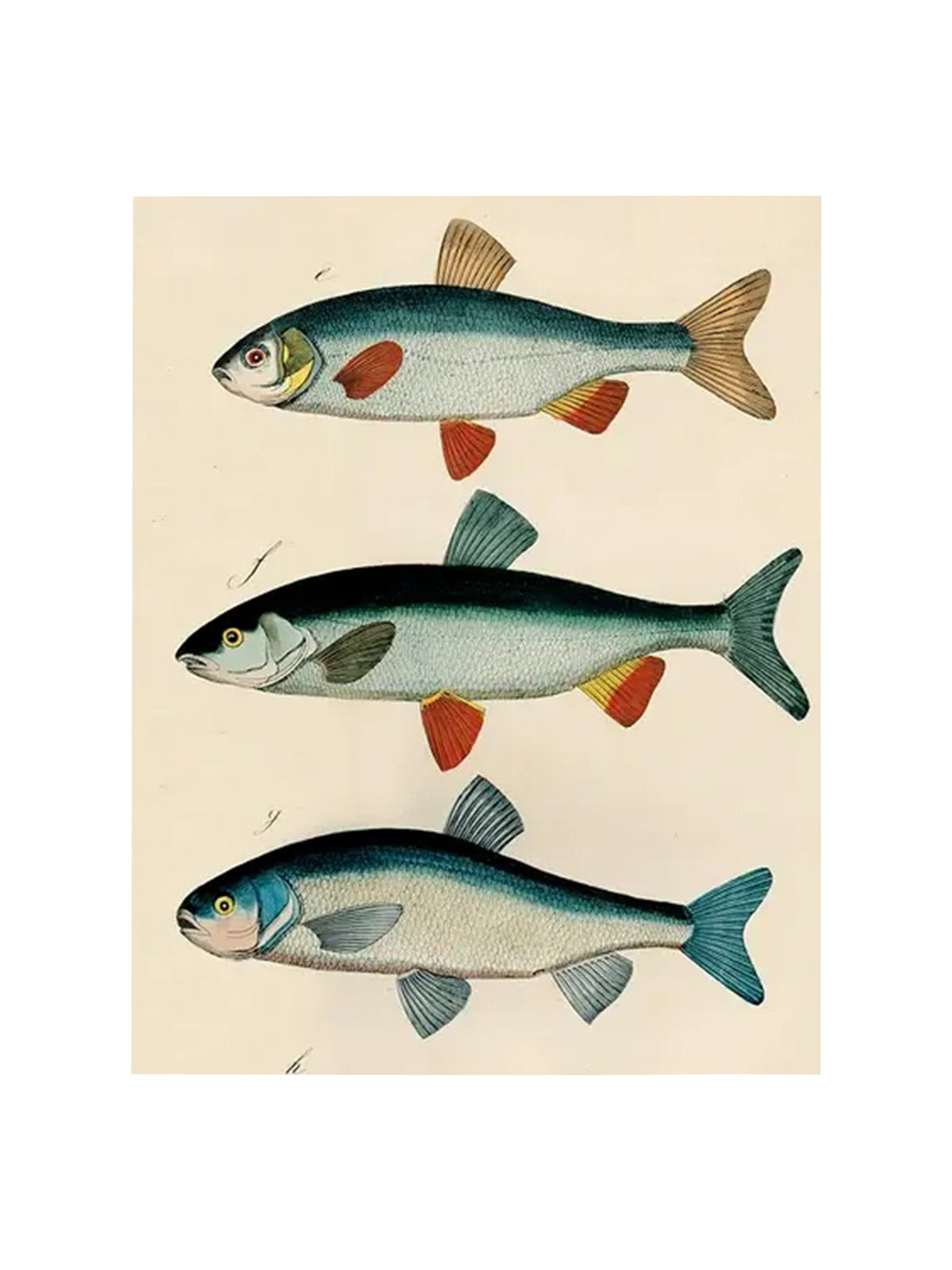 John Derian 3 Fish Planche Rectangular Tray Weston Table