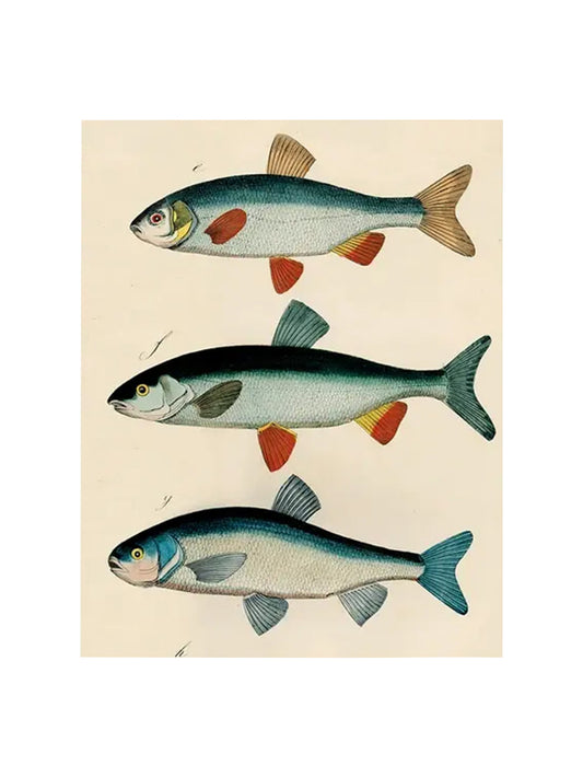 John Derian 3 Fish Planche Rectangular Tray Weston Table