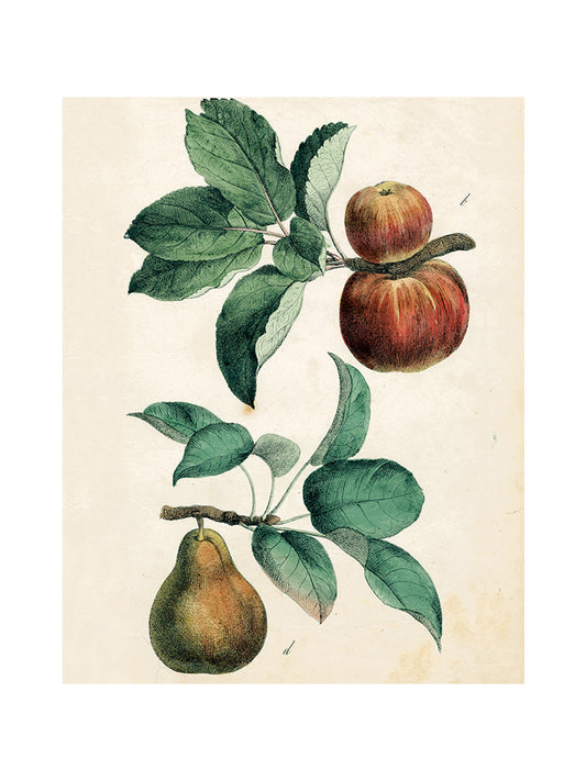John Derian Apples & Pear Rectangular Tray Weston Table