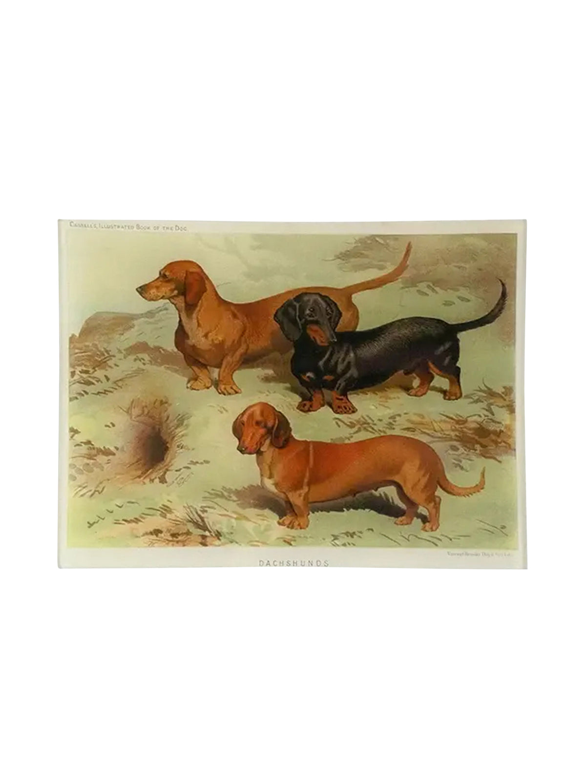John Derian Dachshunds Rectangular Tray Weston Table