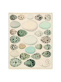 John Derian Egg Chart Rectangular Tray Weston Table