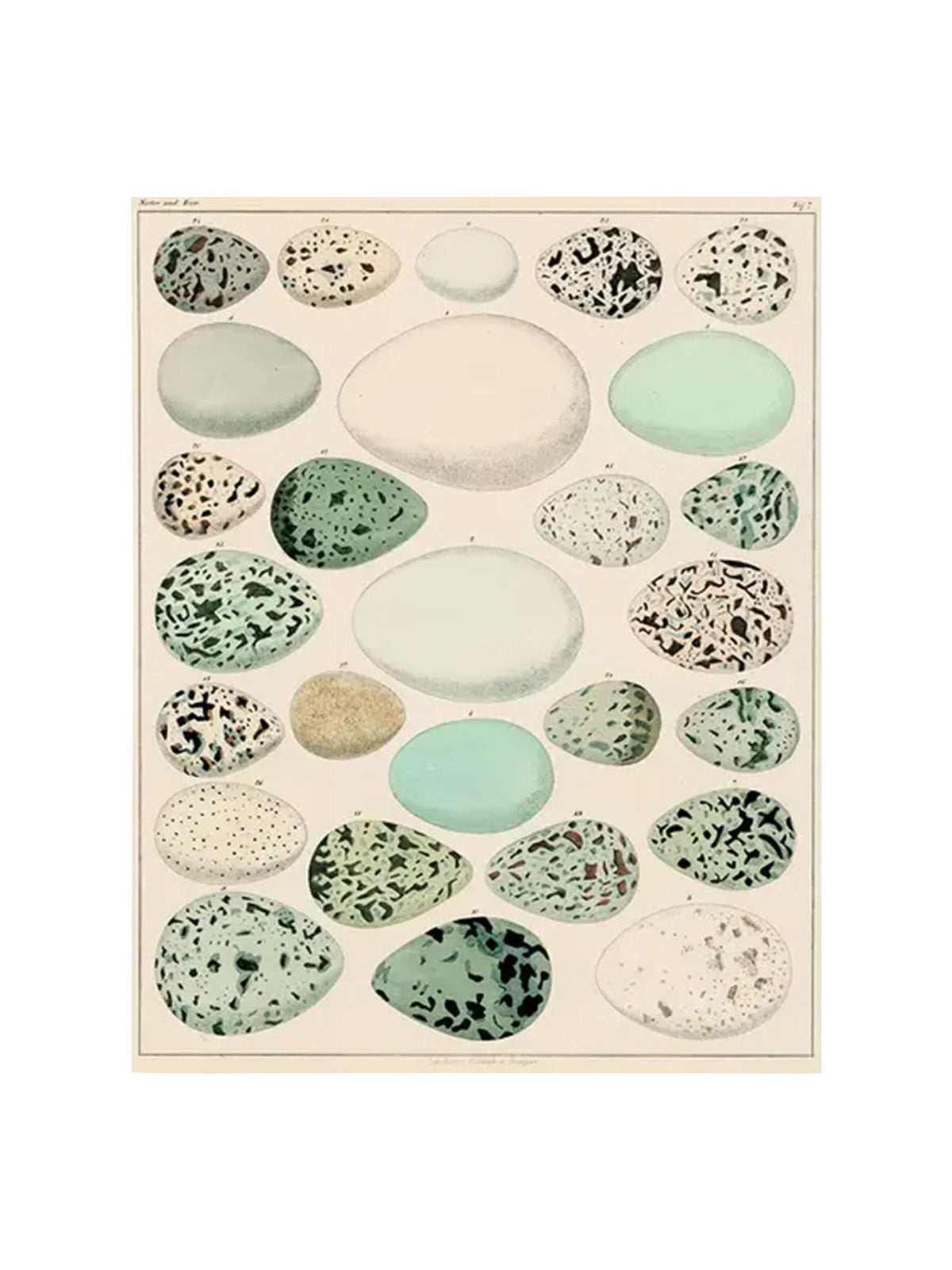 John Derian Egg Chart Rectangular Tray Weston Table