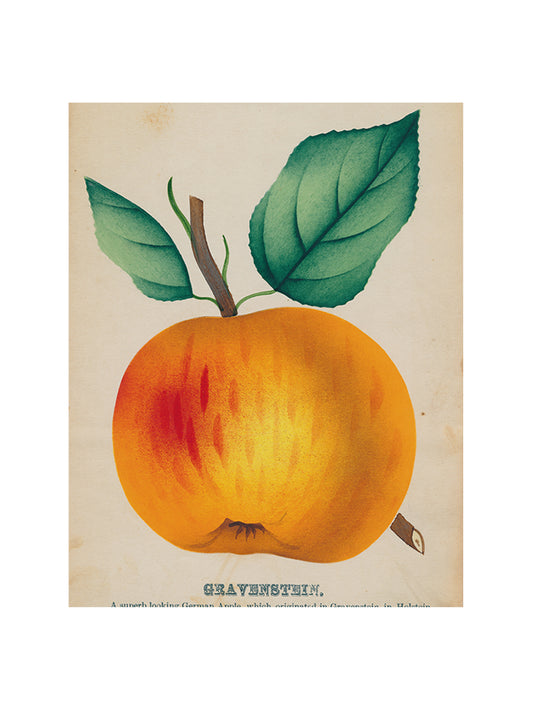 John Derian Gravenstein Apple Rectangular Tray