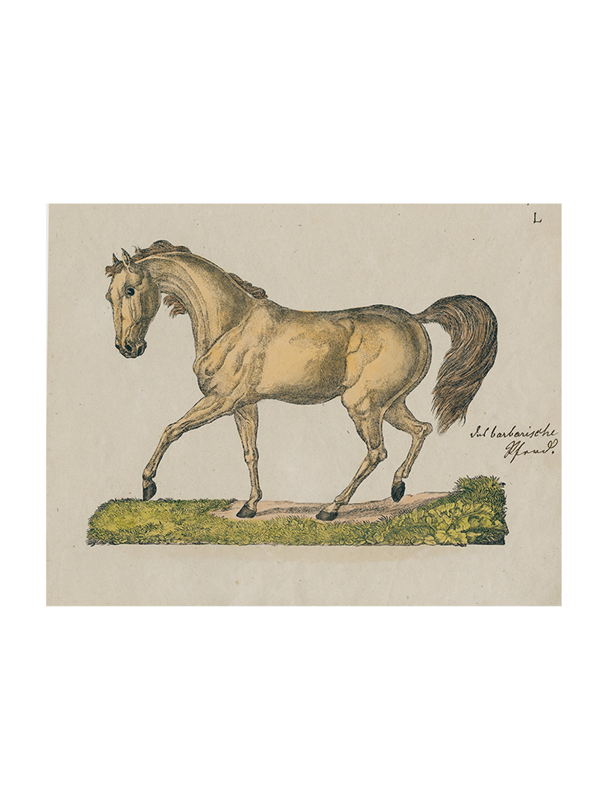 John Derian Horse Posing Rectangular Tray Weston Table