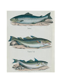 John Derian Salmon Cod & Haddock Rectangular Tray Weston Table