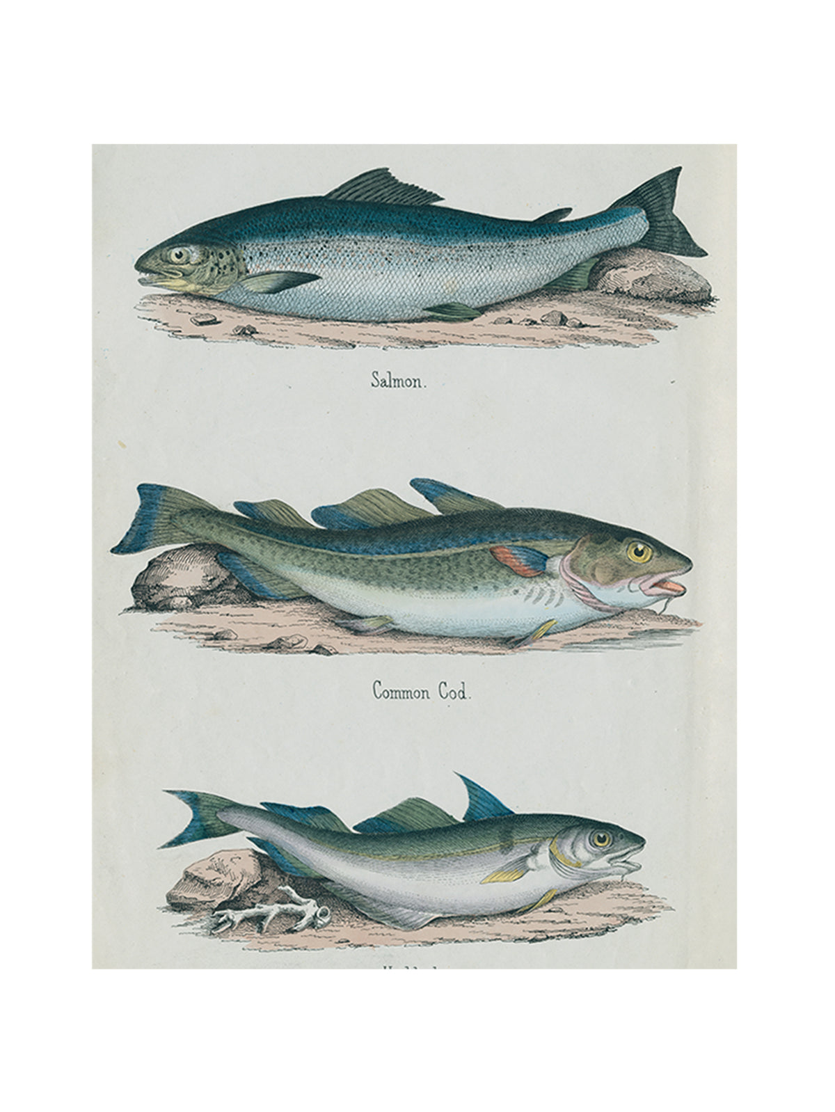 John Derian Salmon Cod & Haddock Rectangular Tray Weston Table