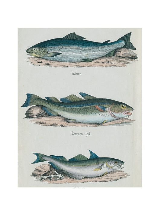 John Derian Salmon Cod & Haddock Rectangular Tray Weston Table