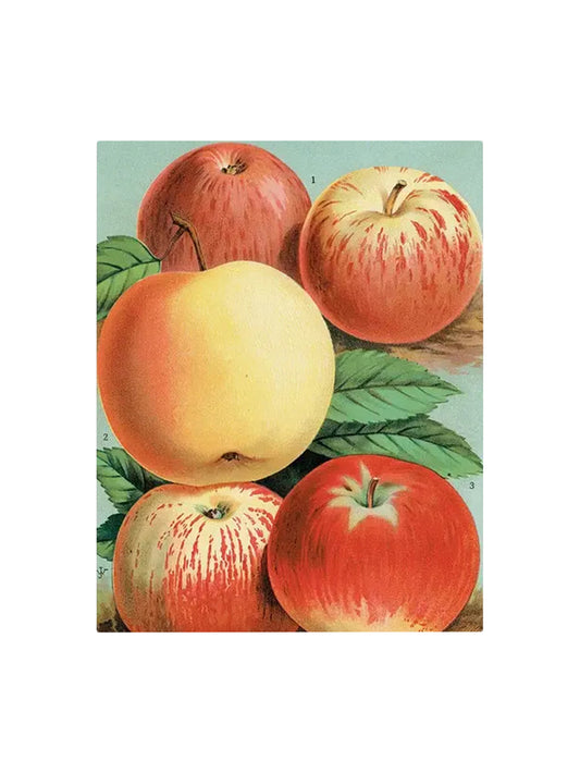 John Derian The Apples Rectangular Tray 15 x 22 Weston Table