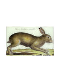 John Derian Rabbit Rectangular Tray eston Table