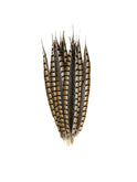 Lady Amherst Pheasant Tail Feathers 12" to 16" Weston Table