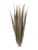 Lady Amherst Pheasant Tail Feathers 35" Weston Table