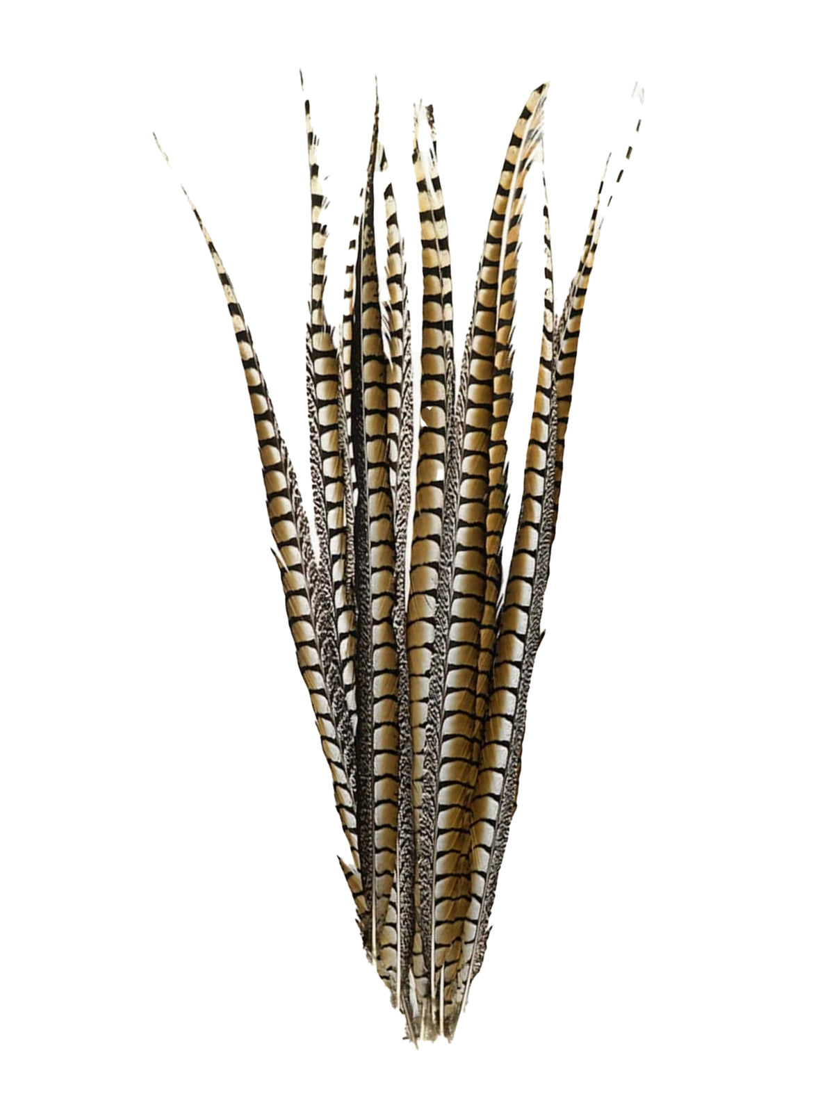 Lady Amherst Pheasant Tail Feathers 35" Weston Table