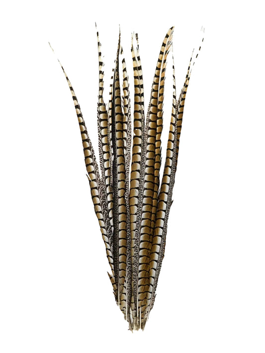 Lady Amherst Pheasant Tail Feathers 35" Weston Table
