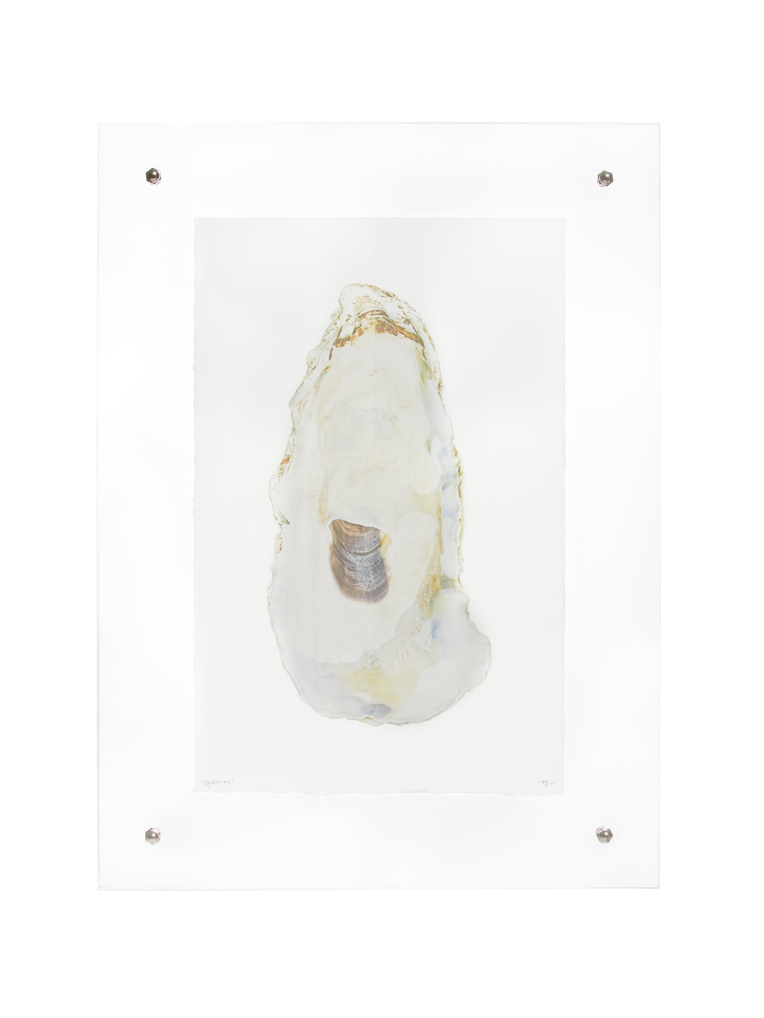 Oyster Study Wall Art Weston Table
