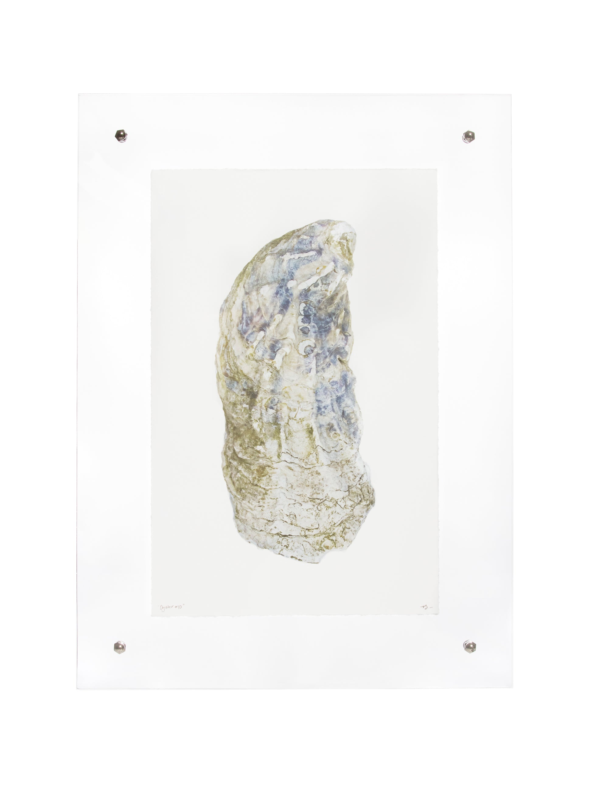 Oyster Study Wall Art Weston Table