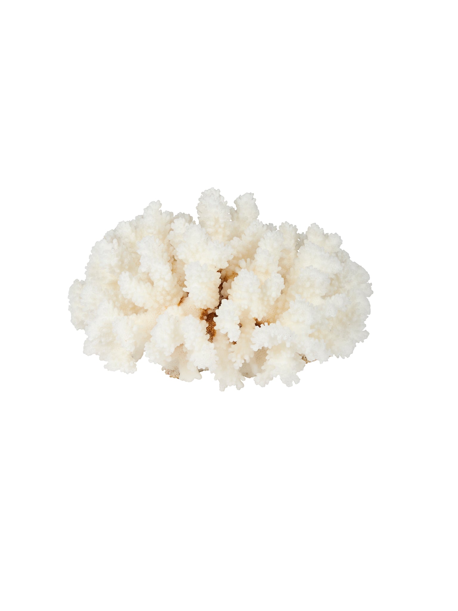 Pacific Coast Brown Stem Cup Coral Weston Table