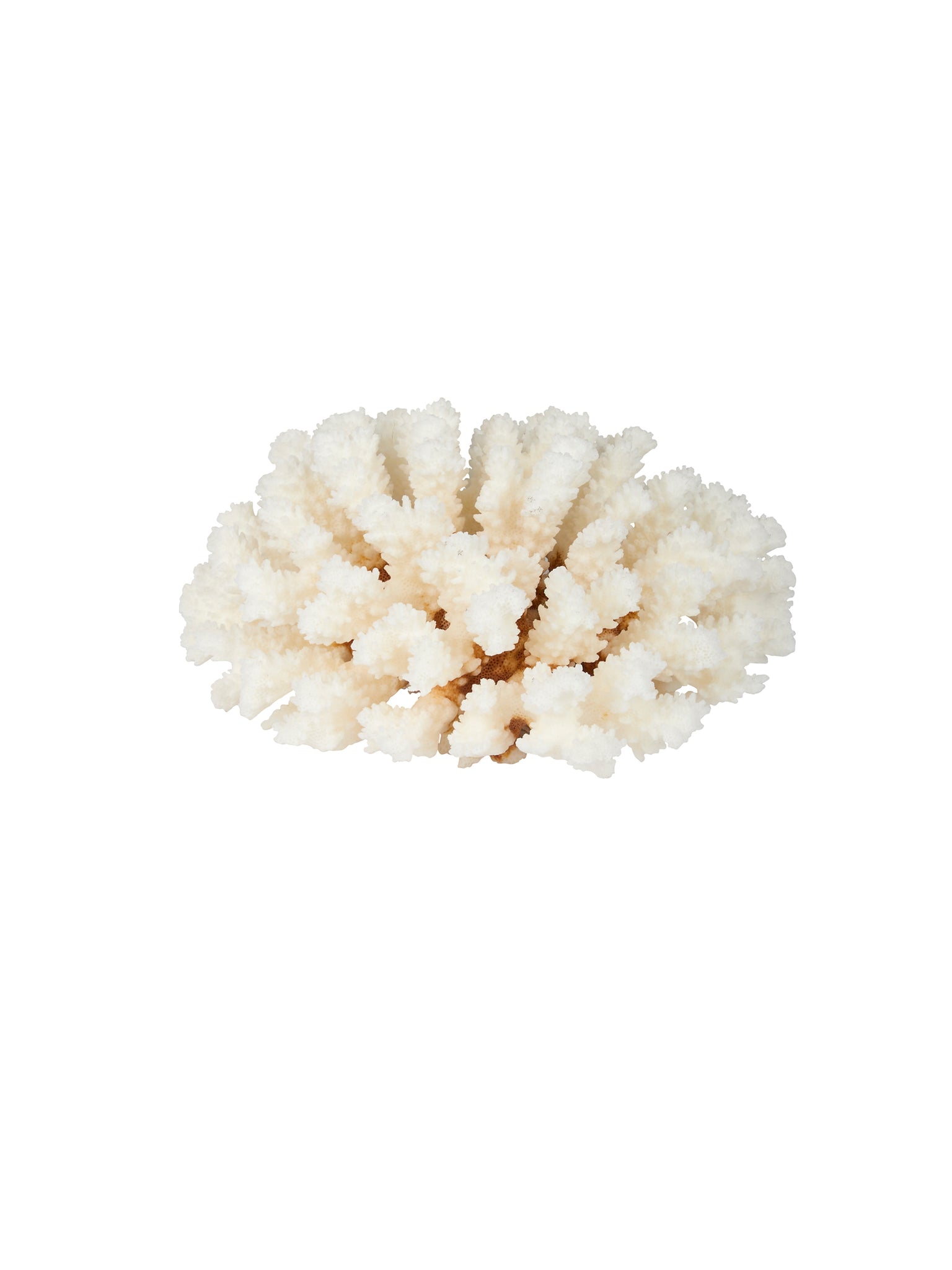 Pacific Coast Brown Stem Cup Coral Weston Table