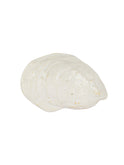 Pearl Damariscotta Oyster Dish Weston Table