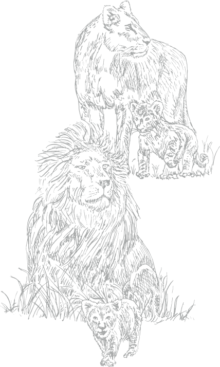 Black and white illustration of a lion family, featuring a large adult lion, a smaller lion cub, and a young cub walking in the foreground, set against a plain white background.