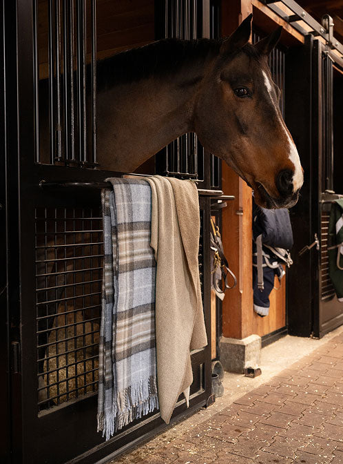 All the Pretty Horses