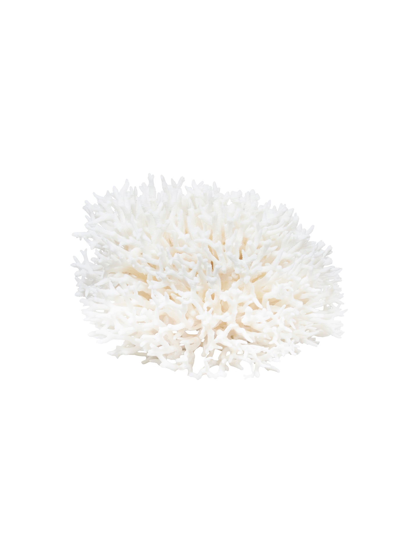 South Pacific Bird's Nest Coral Style Three Weston Table