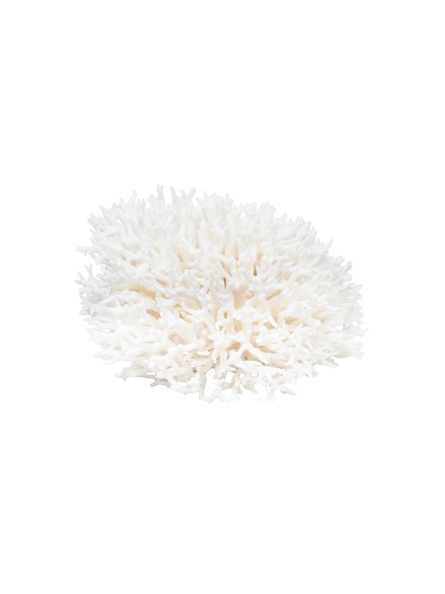 South Pacific Bird's Nest Coral Weston Table