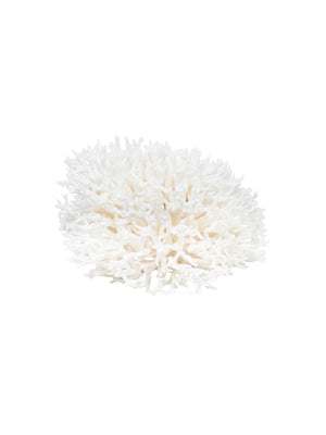  South Pacific Bird's Nest Coral Weston Table 