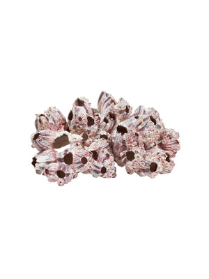  South Pacific Purple and White Barnacle Weston Table 