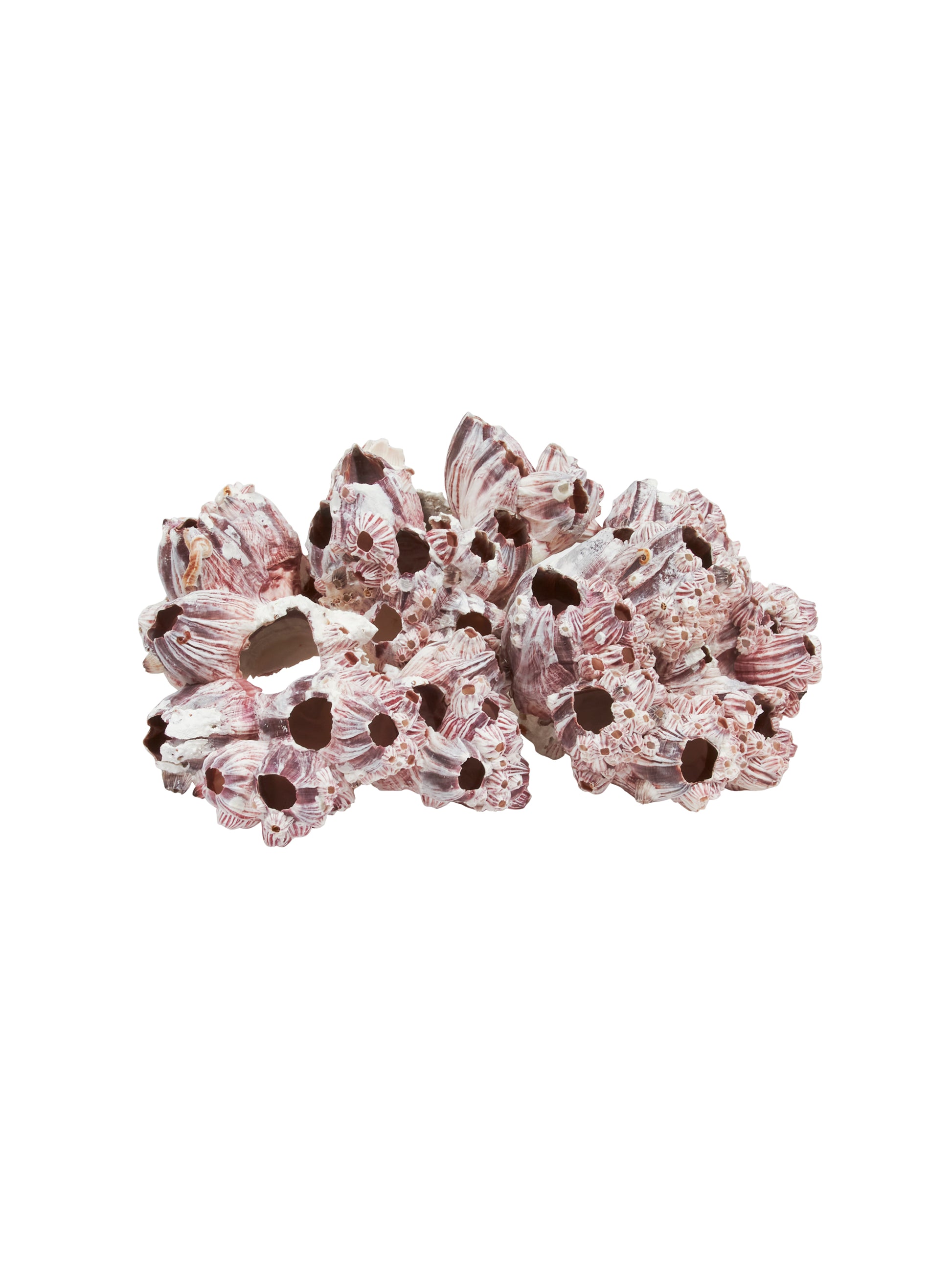 South Pacific Purple and White Barnacle Weston Table